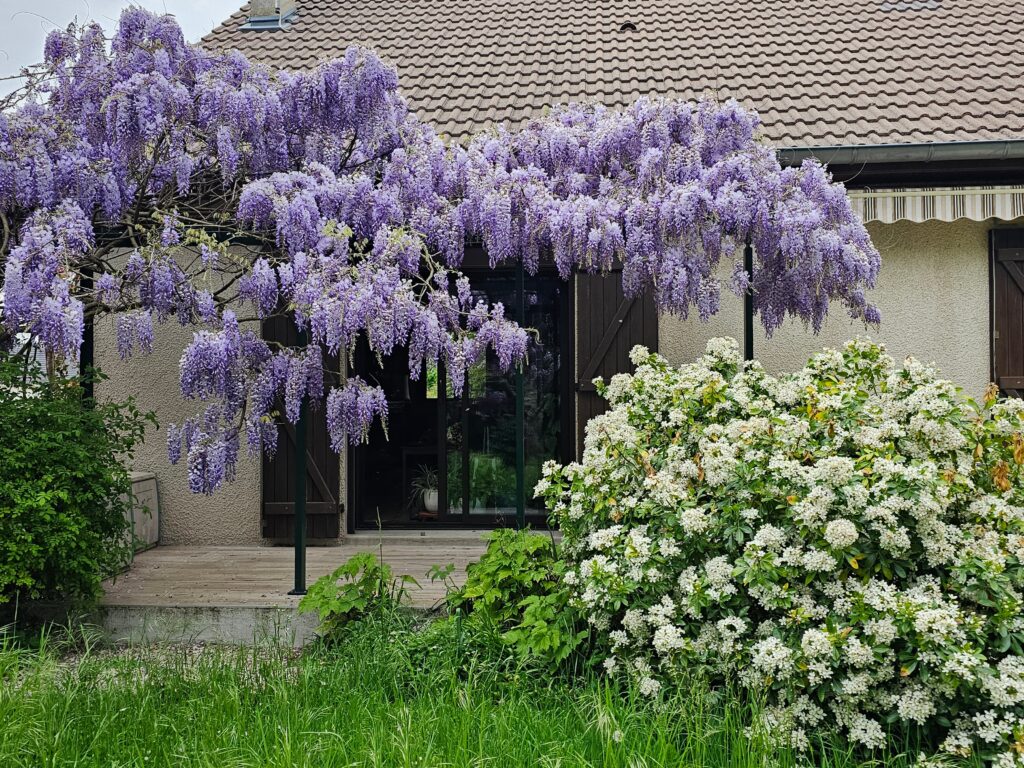 Glycine grimpante installée sur support en aluminium vert mousse dans le jardin